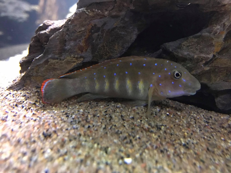 Eretmodus cyanostictus 'Moba'